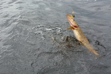 Summer fishing, pike fishing, spinning on the lake