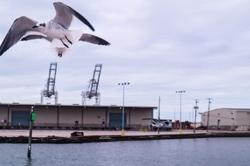 Fototapeta na wymiar Seagulls flying over bay