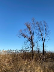 Trzebiez Poland Polen Stettiner Haff Ostsee Urlaub Strand Ufer Promenade 