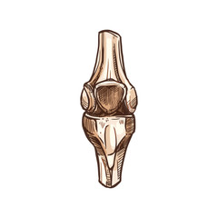 Joint with cartilage, isolated knee or elbow bones. Vector human skeleton, leg, arm anatomy