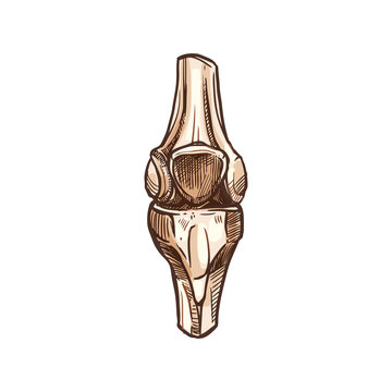Joint with cartilage, isolated knee or elbow bones. Vector human skeleton, leg, arm anatomy