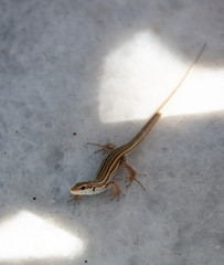 Little lizard on marble