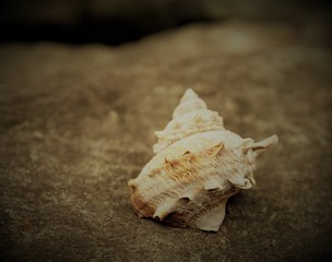 바닷가 소라 껍데기