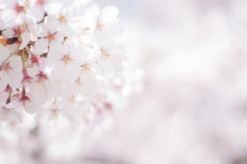 満開の桜 ソメイヨシノ 右側にコピースペース 桜2019_02s_00641(DSC_1635_NEF_コピー1)