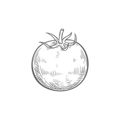 Tomato isolated sketch icon. Vector berry vegetable, cherry tomato with leaf