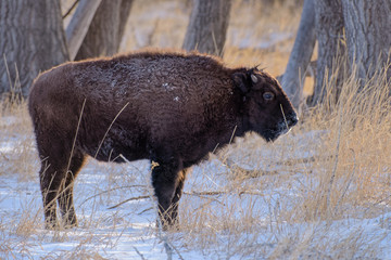 American Bison on the High Plains of Colorado. Bison in Snow