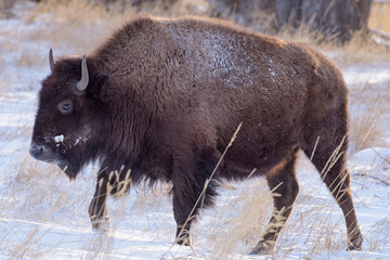 American Bison on the High Plains of Colorado. Bison in Snow