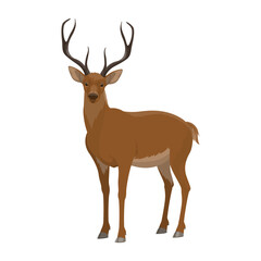 Deer wild forest animal vector icon. Isolated zoo hoofed mammal and hunt trophy reindeer © Vector Tradition