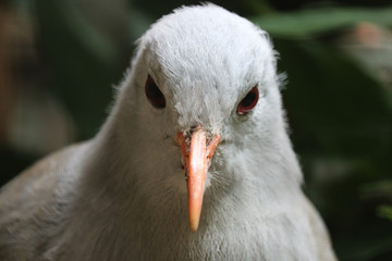 Head of an endangered kagu rhynochetos jubatus from new caledonia in frontal view