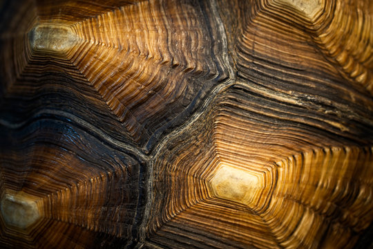 Close up of beautiful texture of turtle carapace, tortoise skin for animal skin, nature abstract background, pattern of turtle back shell, Sulcata tortoise or African apurred tortoise