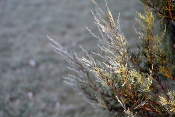Givre recouvrant une branche de pin