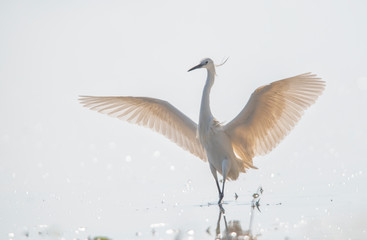 white egret looking for food