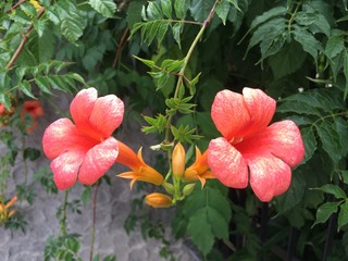 Lake Iseo Monte Isola Flowers