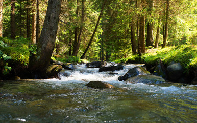 Fototapeta na wymiar river in the forest in summer time