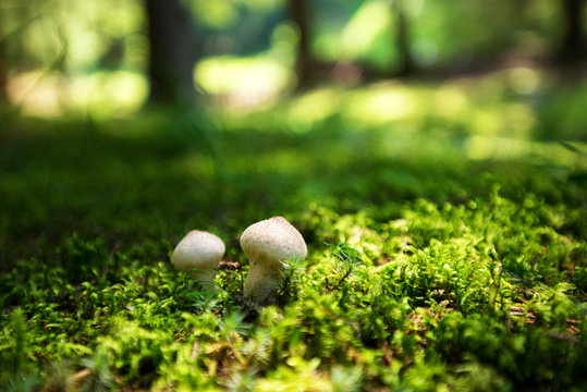 two white mushrooms in the forest