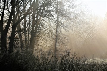 trees in fog