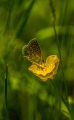 Common Blue Butterfly