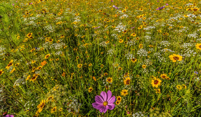 Roadside Flowers