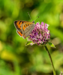 Small Copper Butterfly
