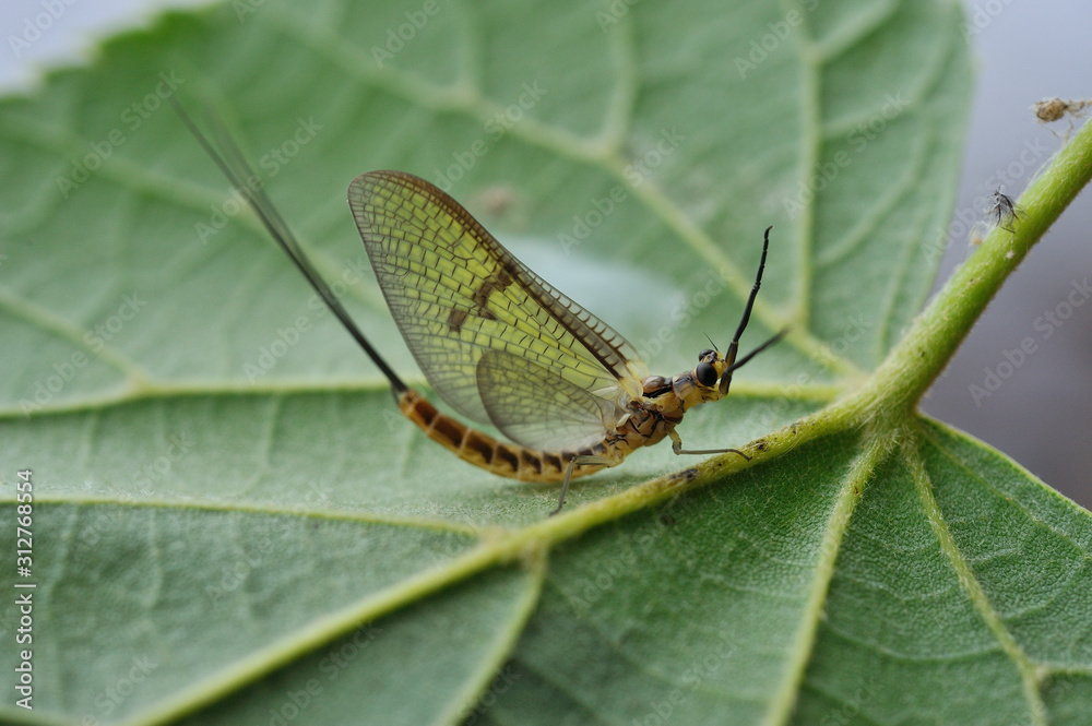 Wall mural Dun of mayfly