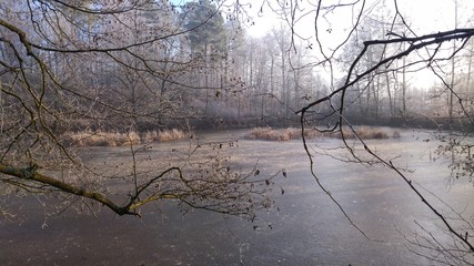 trees in winter at a kake