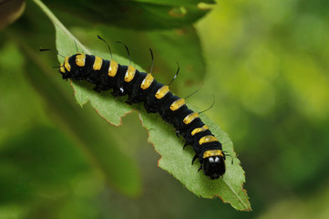 Larva of a Jocheaera alni