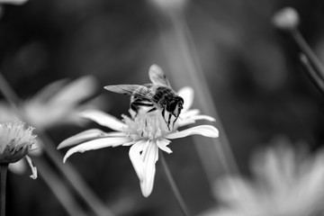 Syrphe Éristale des fleurs [Myathropa florea] ou Syrphe tête de mort butine sur une fleur noir et blanc