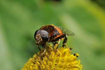 Hoverfly