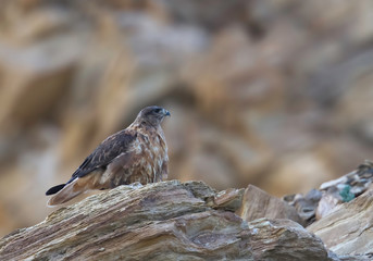 Upland Buzzard seen near Tsokar lake  in summer months, Ladakh, India