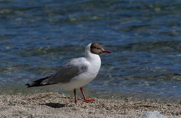 Brown-headed Gull in Pangong lake  in summer months, Ladakh, India