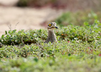 Eurasian stone  curlew hide