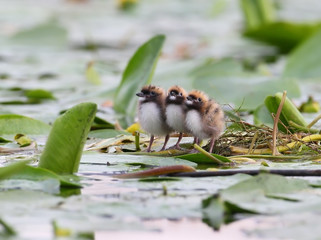 Three chicks of whiskered tern on the nest.