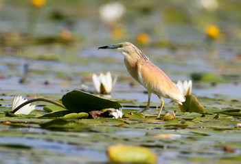 The squacco heron is surrounded by white lilies.