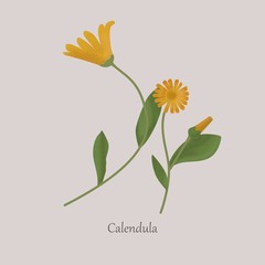 Calendula is a herbaceous medicinal plant with yellow flowers. Calendula flowers with green leaves on a gray background. - obrazy, fototapety, plakaty