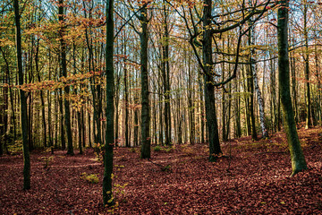 trees in nature forest in autumn