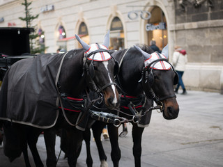 Fototapeta na wymiar Vienna horses