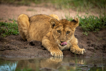 Fototapeta na wymiar Lion cub lies licking lips beside water