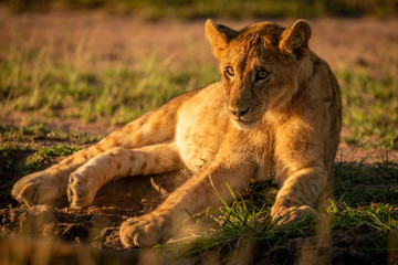 Lion cub lies looking left on grass