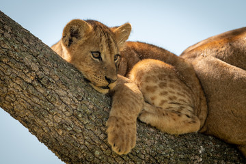 Lion cub lies looking out from tree