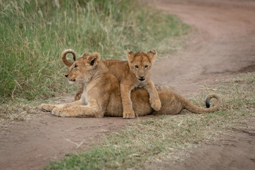 Lion cub lies on another on track