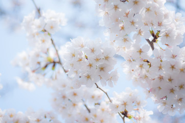 満開の桜 ソメイヨシノ 左側にコピースペース 桜2018_03s_00644(DSC_8642_NEF_コピー1)