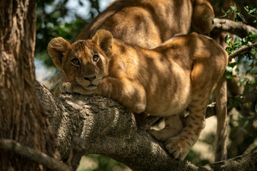 Lion cub lies on branch looking up