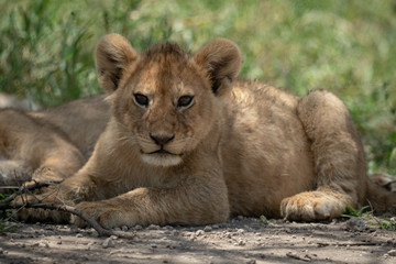 Lion cub lies on dirt watching camera