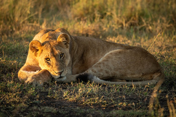 Lion cub lies on grass eyeing camera