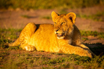 Lion cub lies on grass at dawn
