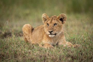 Lion cub lies on grass looking left