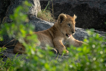 Naklejka na ściany i meble Lion cub lies on rock among bushes