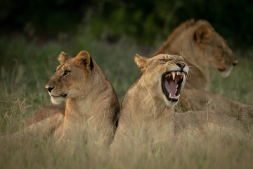 Lion cub lies yawning beside two others