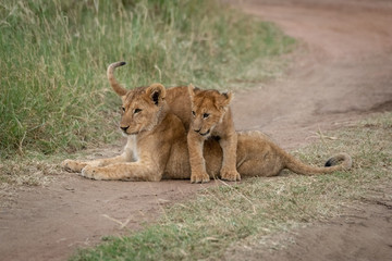 Lion cub lies with another on back