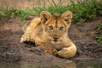 Lion cub lies watching camera by pond